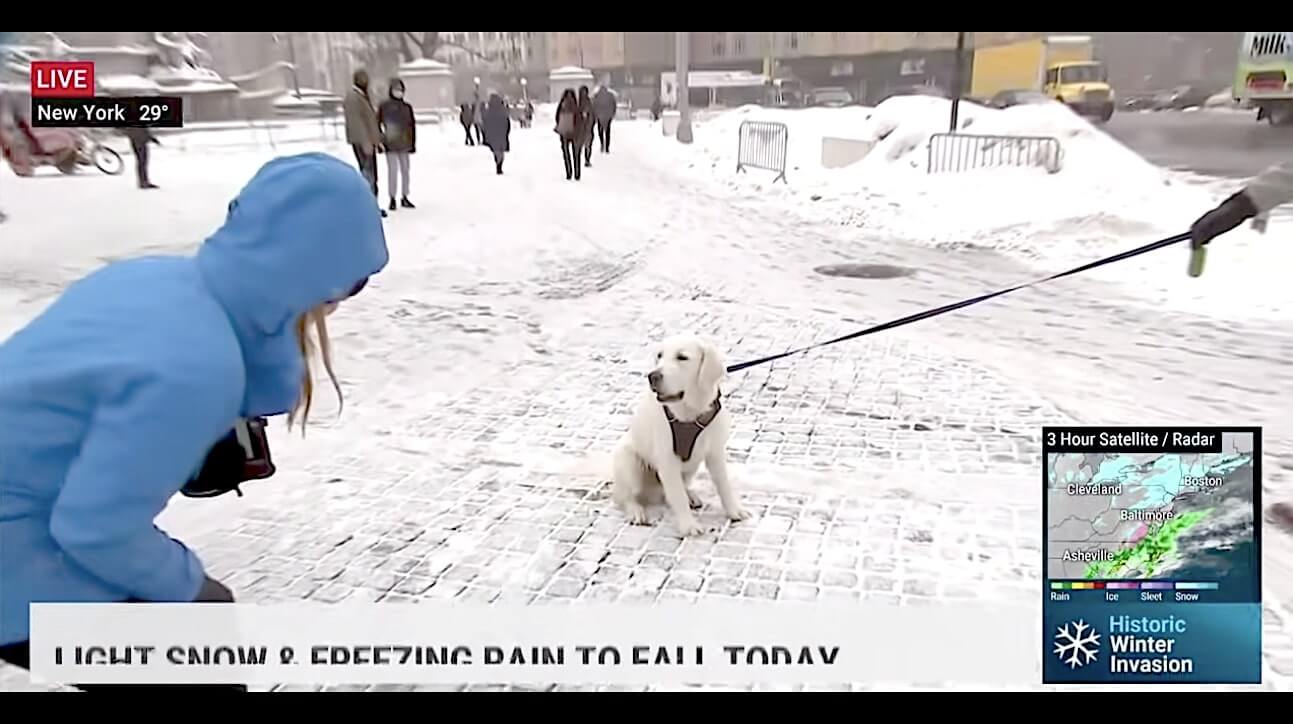 ラブラドールレトリーバー,動画