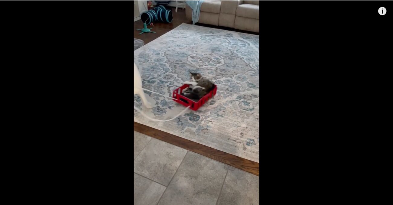 ラブラドールレトリーバー,動画