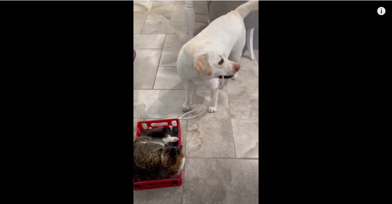 ラブラドールレトリーバー,動画