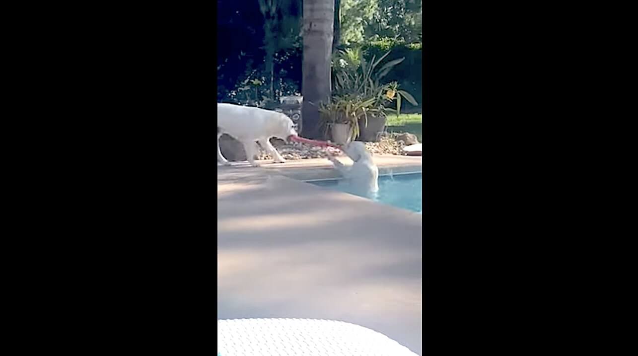 ラブラドールレトリーバー,動画