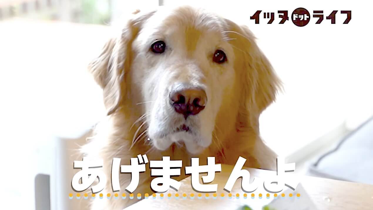 ゴールデン,動画,イッヌドットライフ