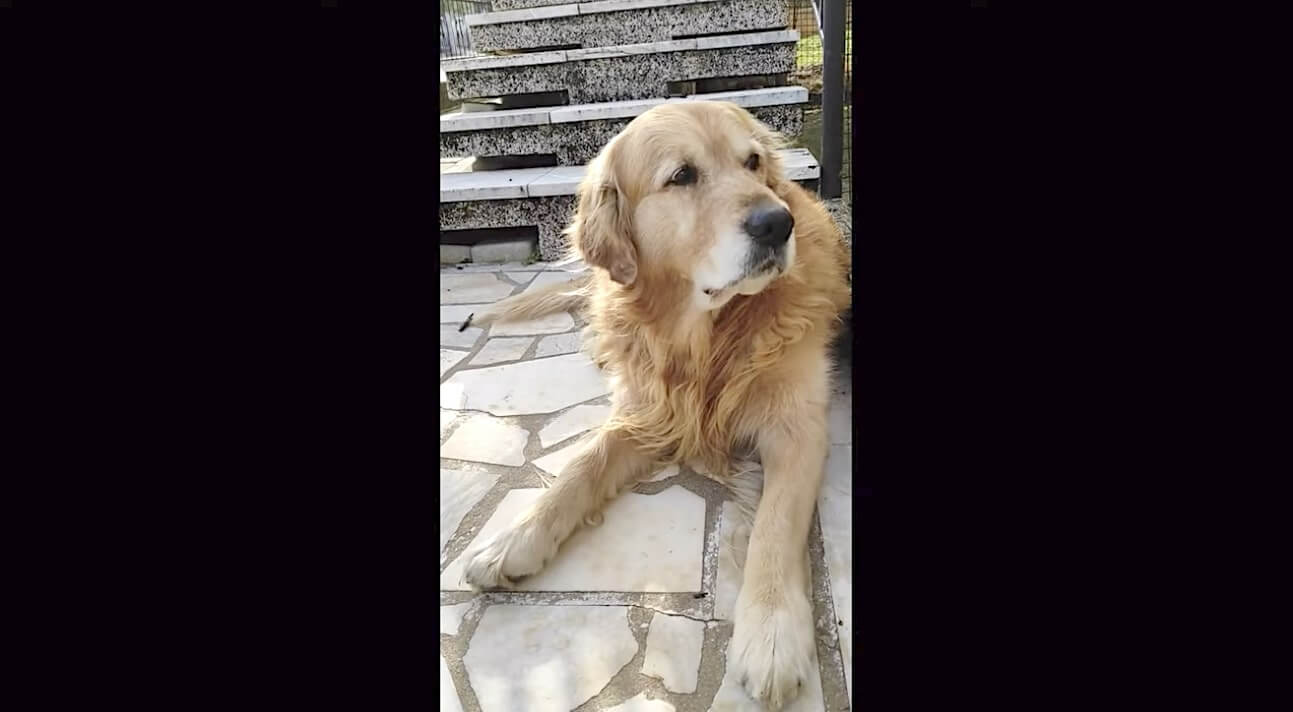 ゴールデンレトリーバー,動画