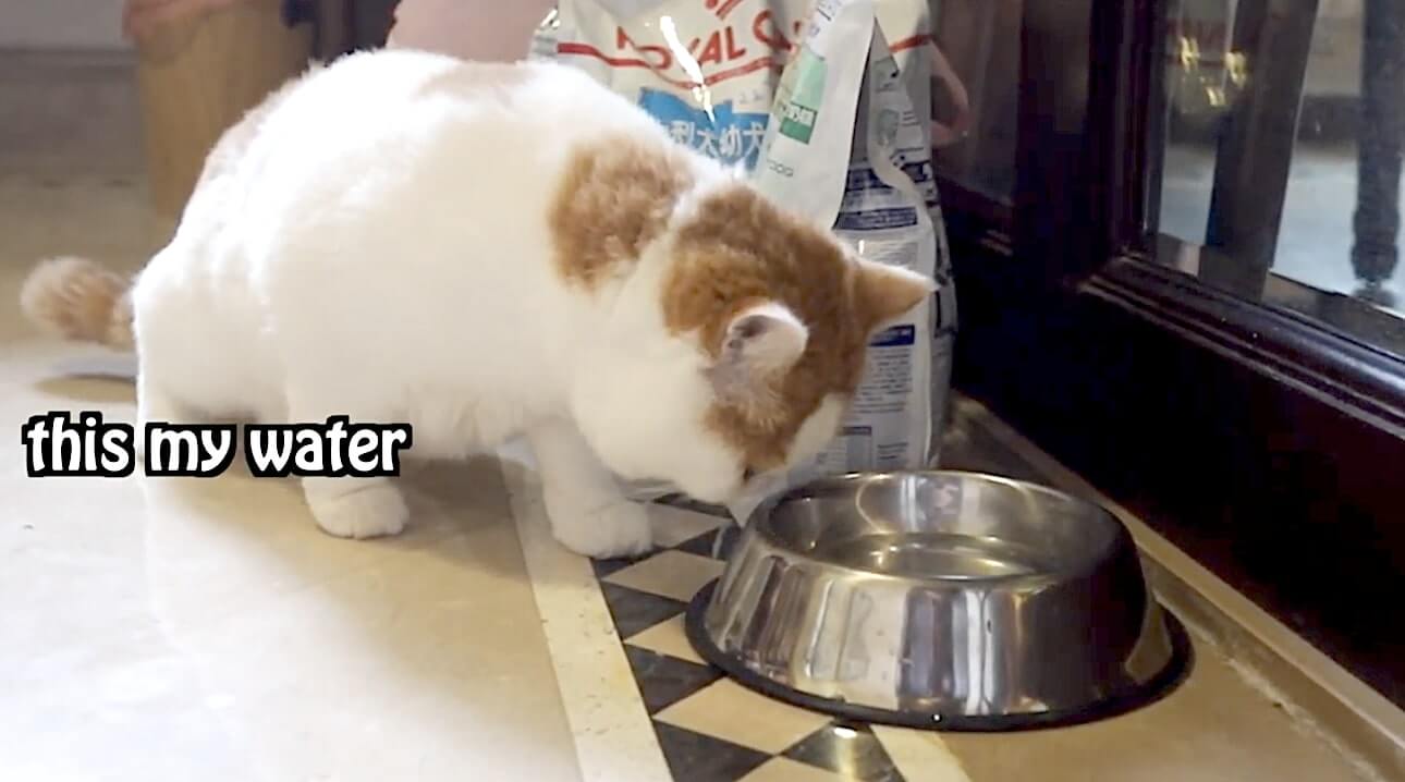 ラブラドールレトリーバー,動画