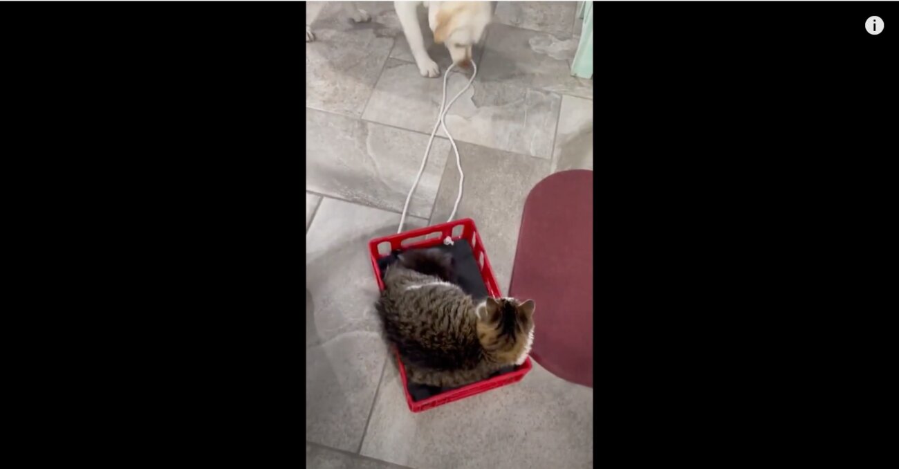 ラブラドールレトリーバー,動画