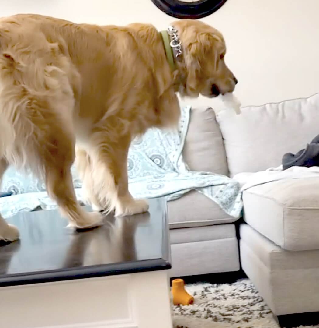 ゴールデンレトリーバー,動画