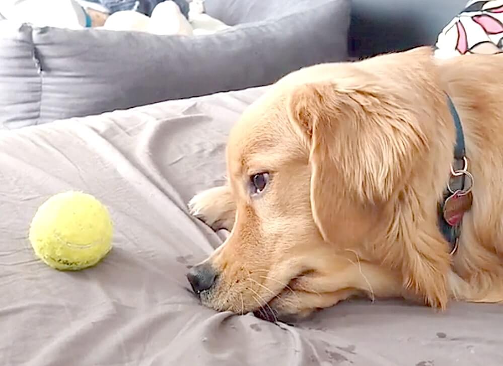 ゴールデンレトリーバー,動画