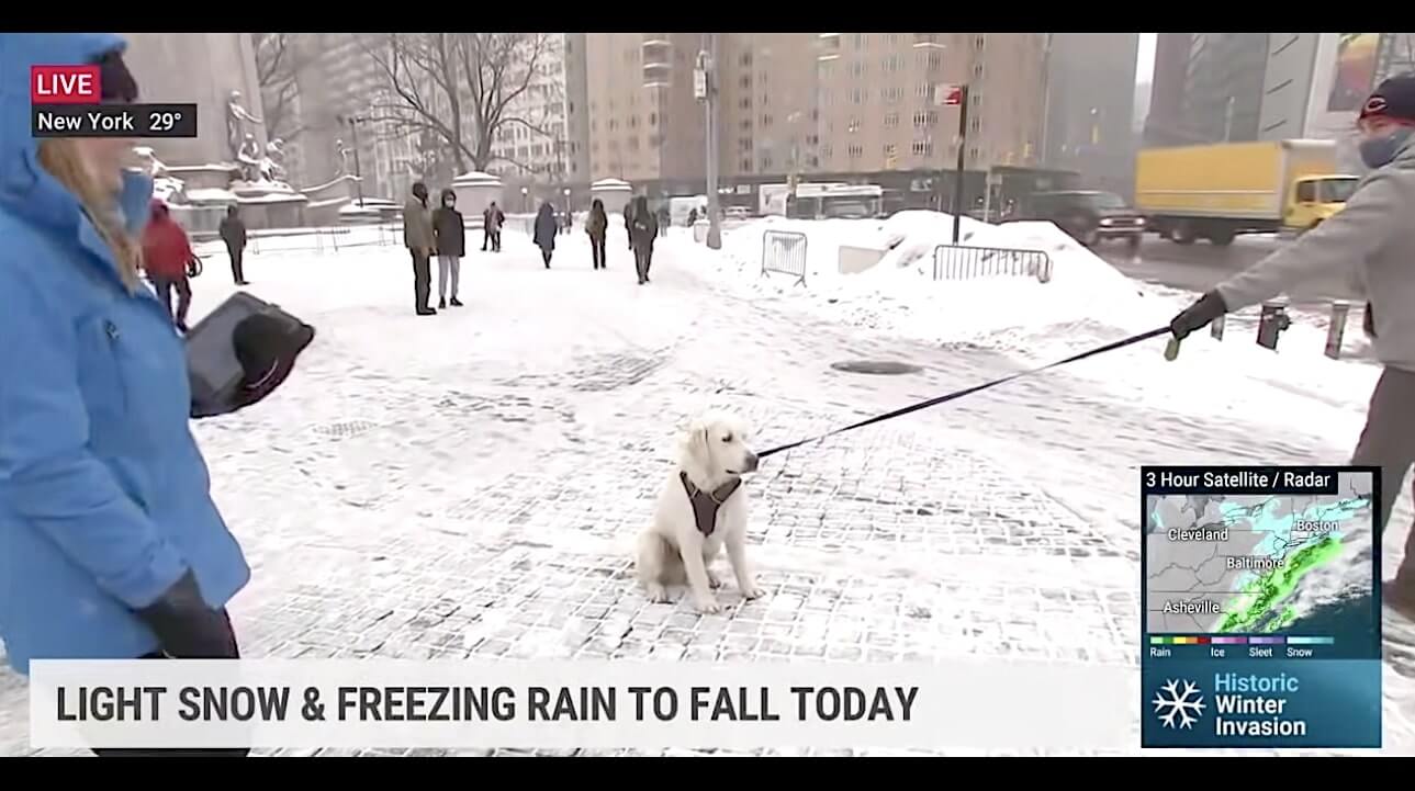 ラブラドールレトリーバー,動画