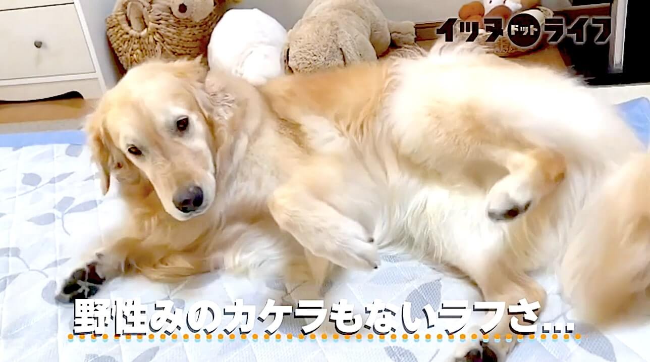 ゴールデン,動画,イッヌドットライフ