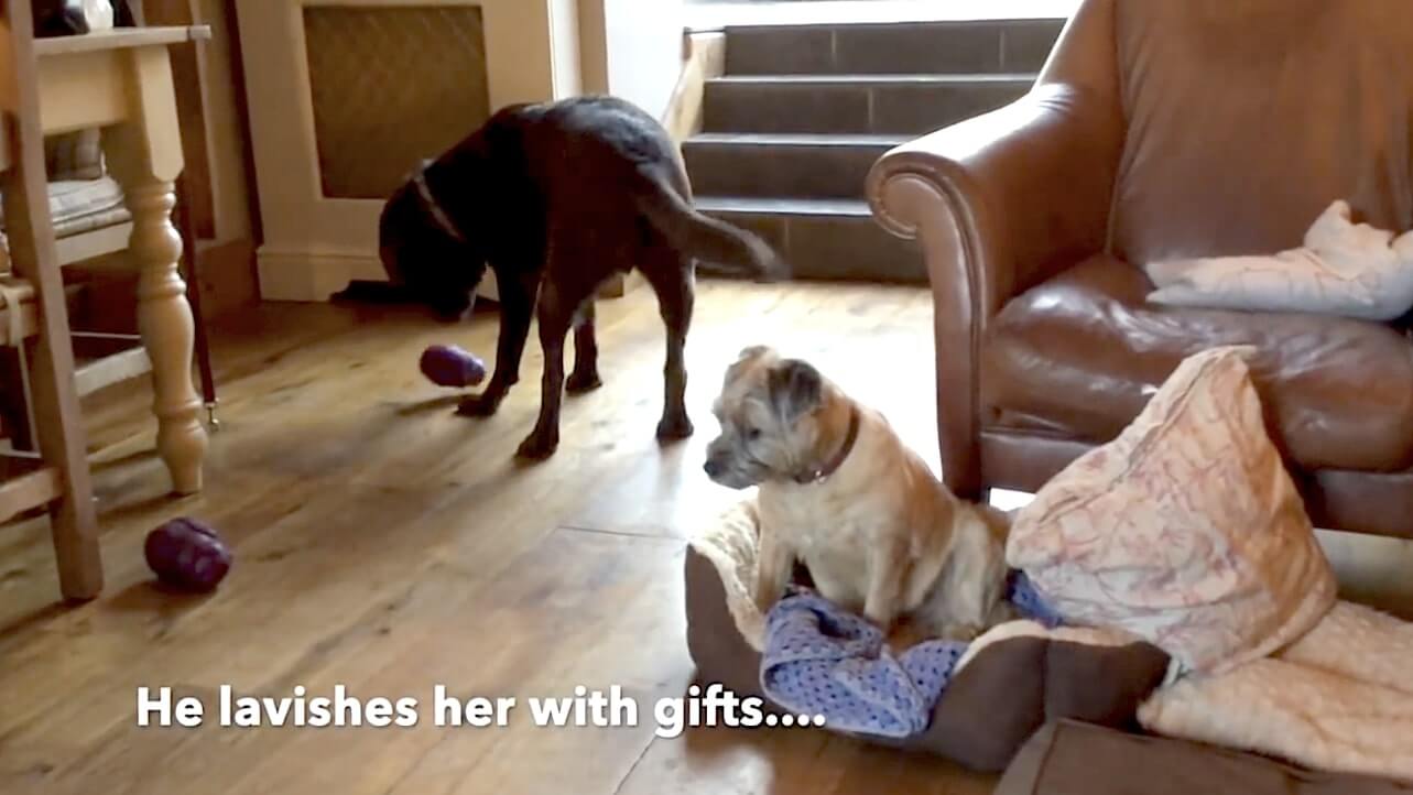 ラブラドールレトリーバー,動画