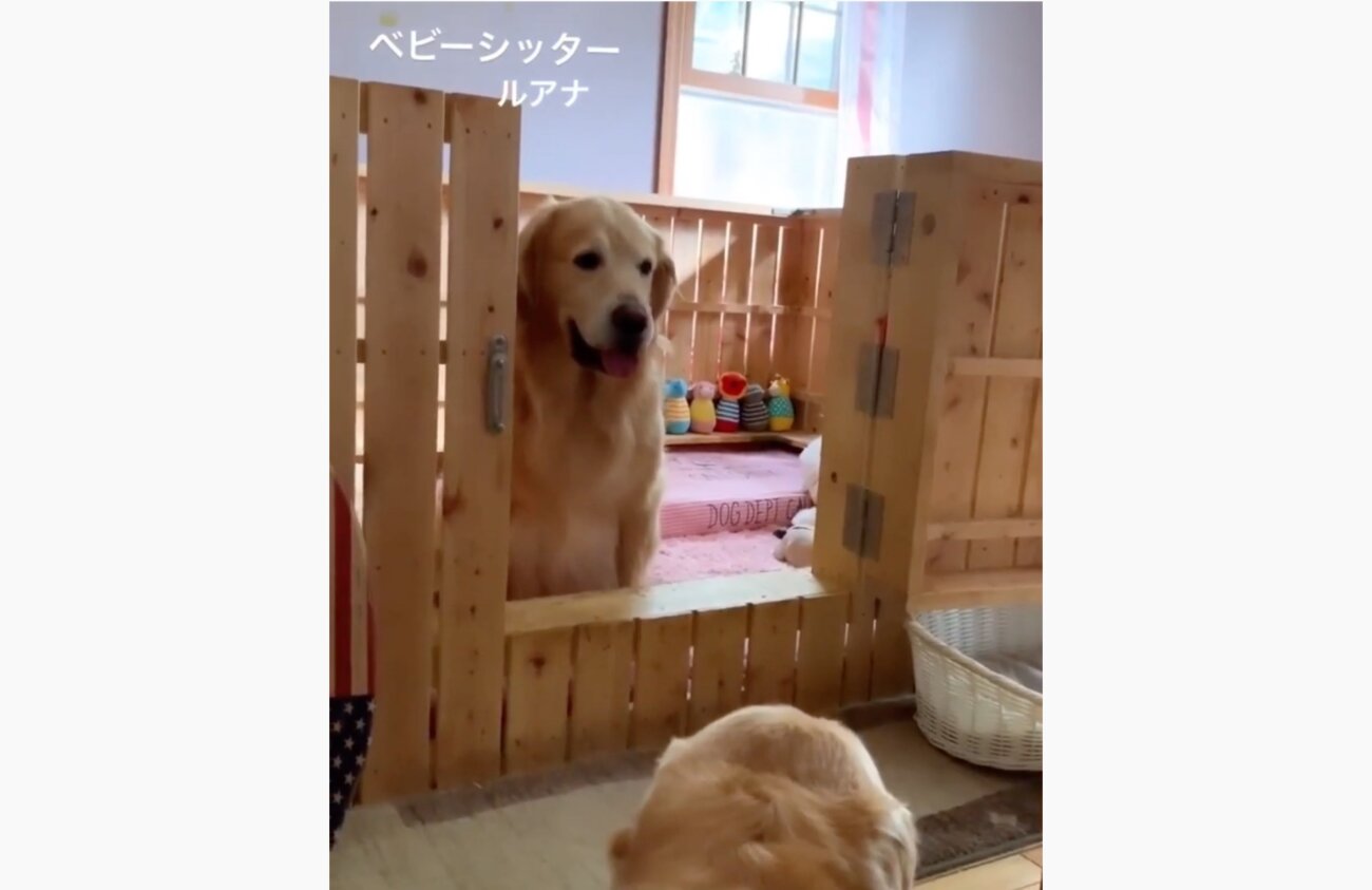 ゴールデンレトリーバー,動画