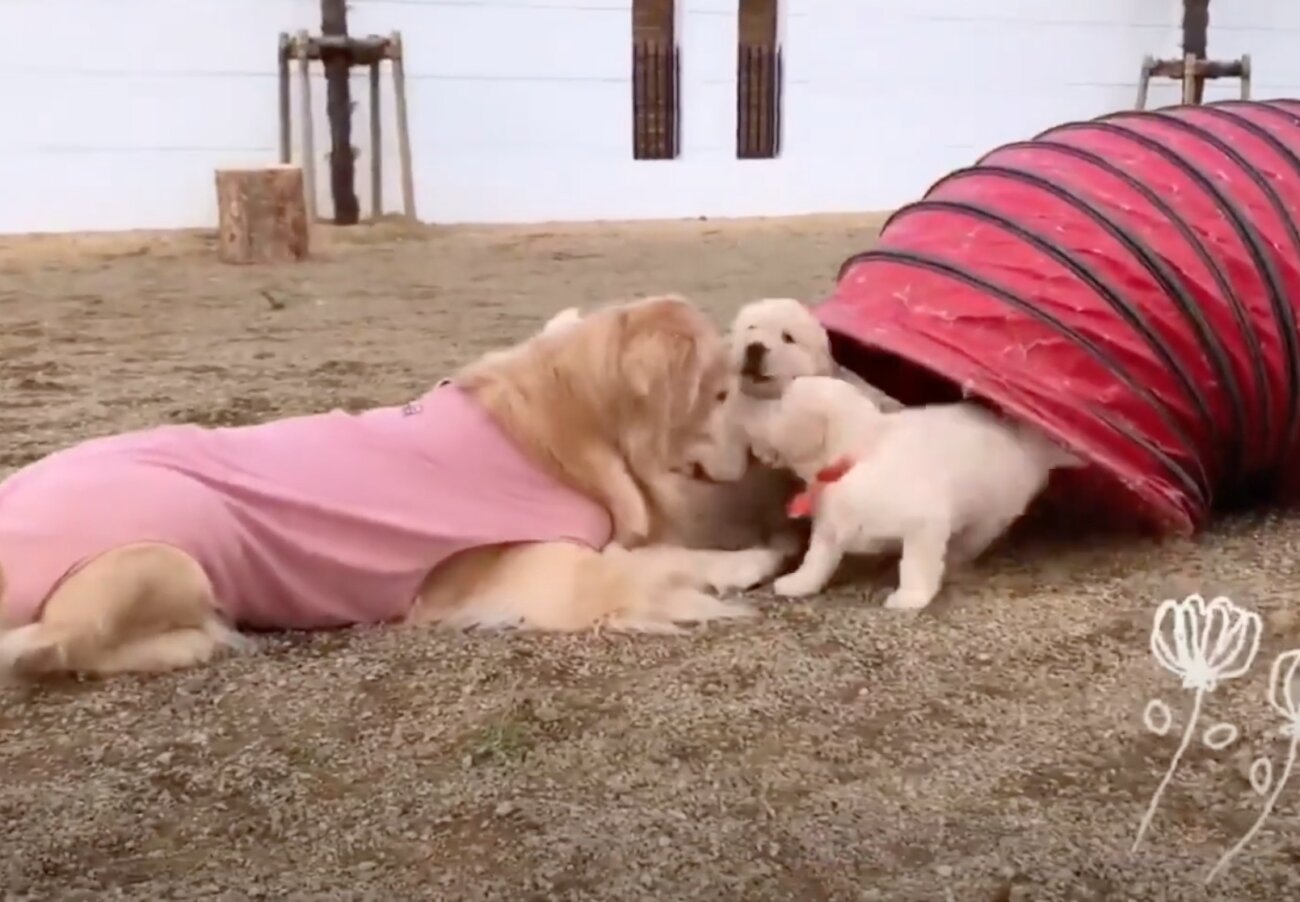 ゴールデンレトリーバー,動画