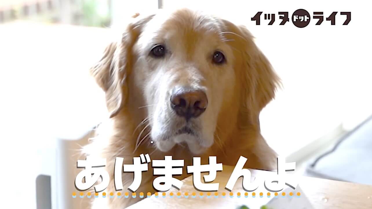 ゴールデン,動画,イッヌドットライフ