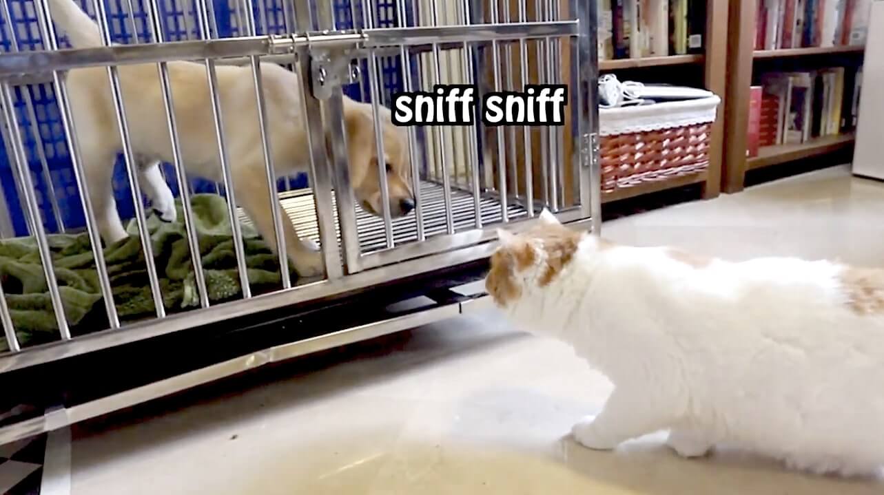 ラブラドールレトリーバー,動画