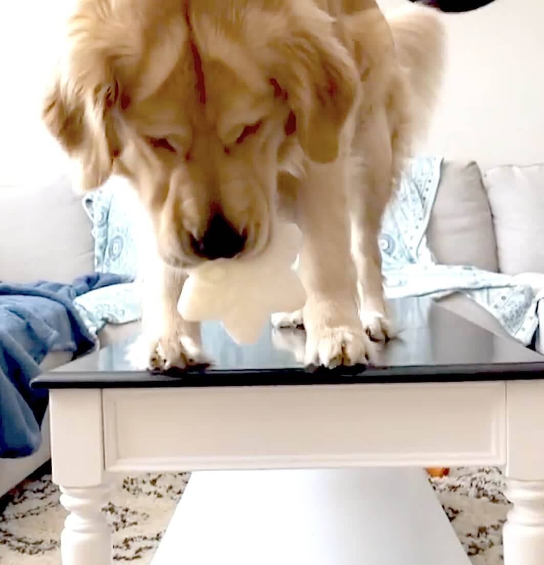 ゴールデンレトリーバー,動画