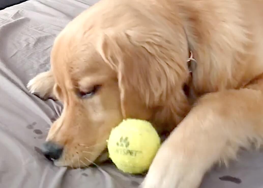 ゴールデンレトリーバー,動画