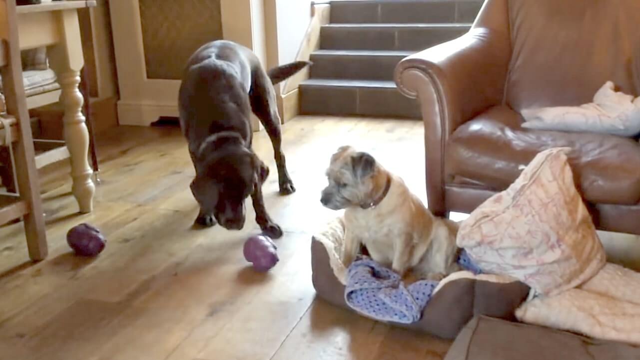 ラブラドールレトリーバー,動画