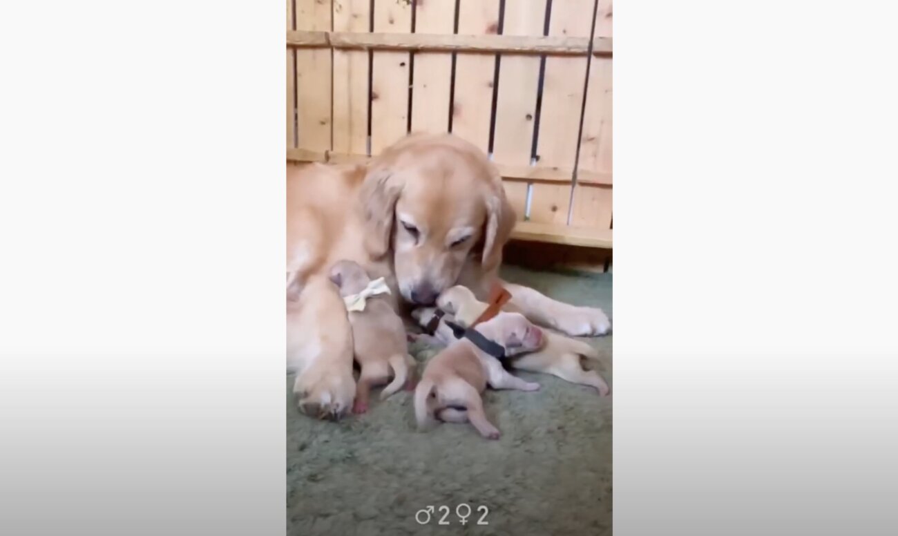 ゴールデンレトリーバー,動画