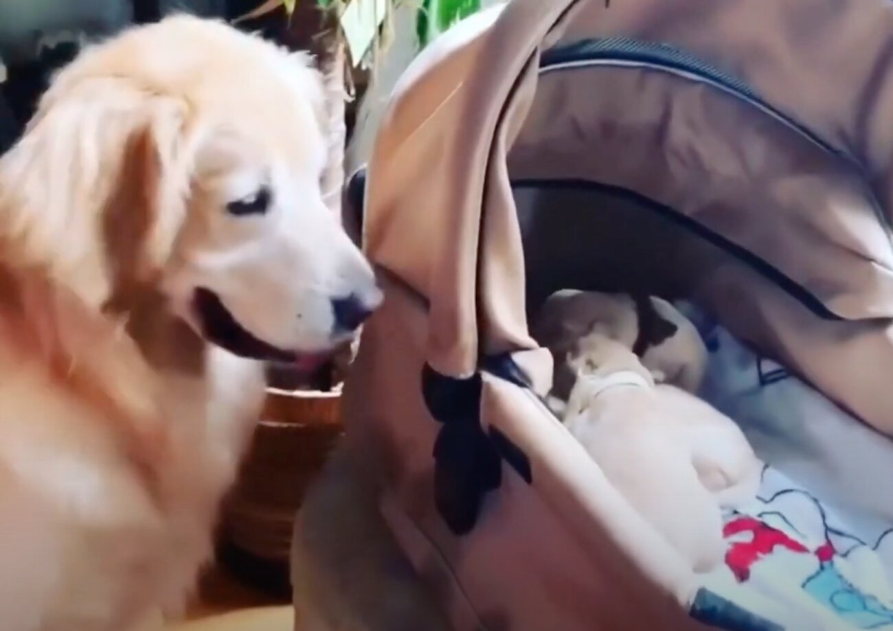 ゴールデンレトリーバー,動画