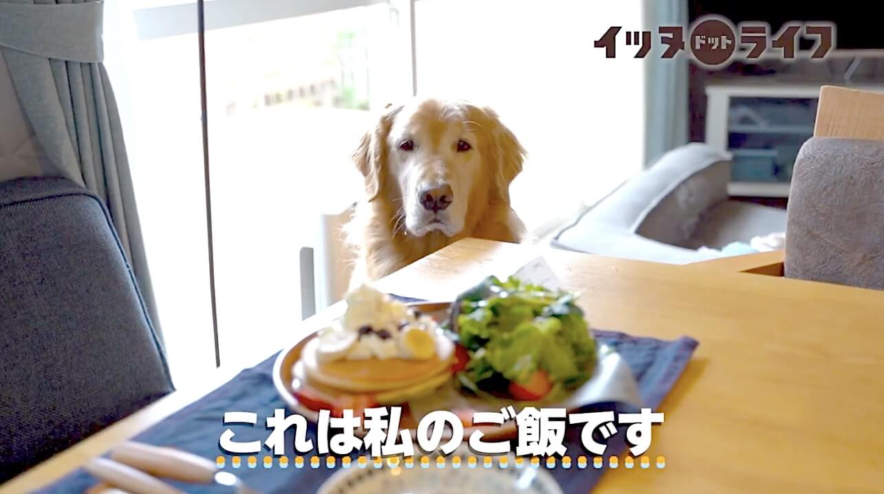 ゴールデン,動画,イッヌドットライフ