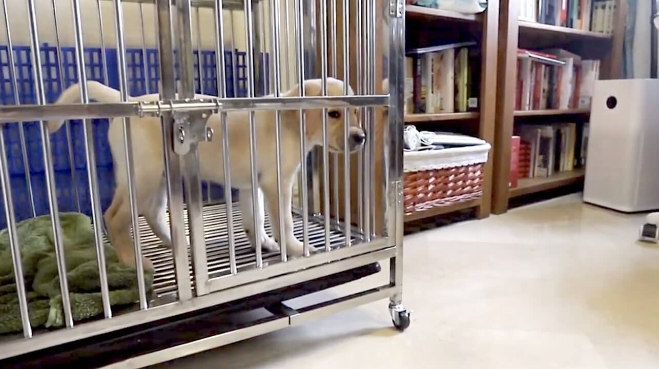 ラブラドールレトリーバー,動画