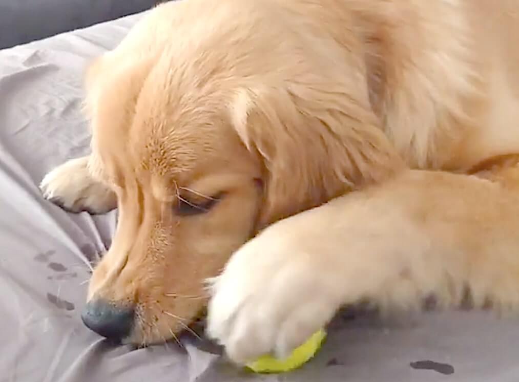 ゴールデンレトリーバー,動画