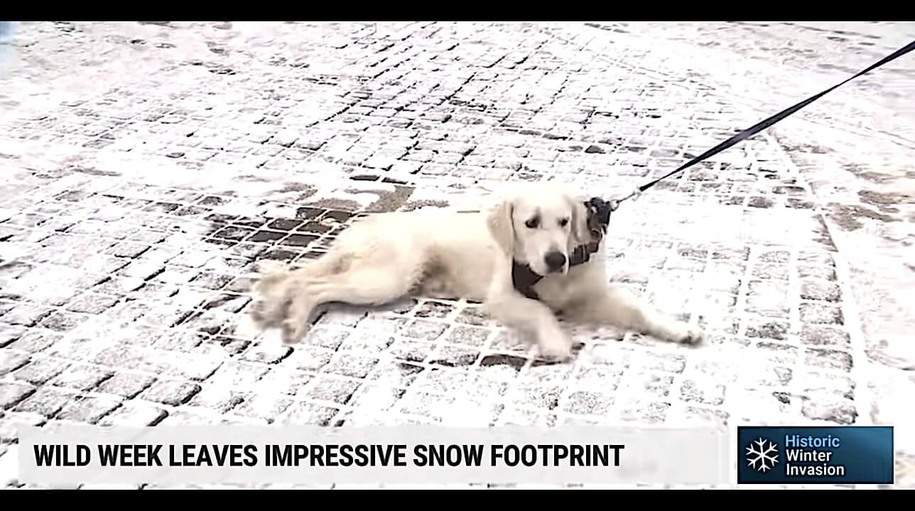 ラブラドールレトリーバー,動画