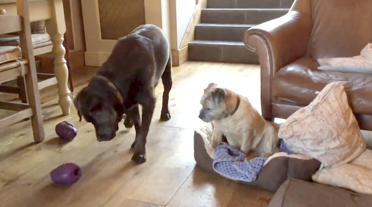 ラブラドールレトリーバー,動画