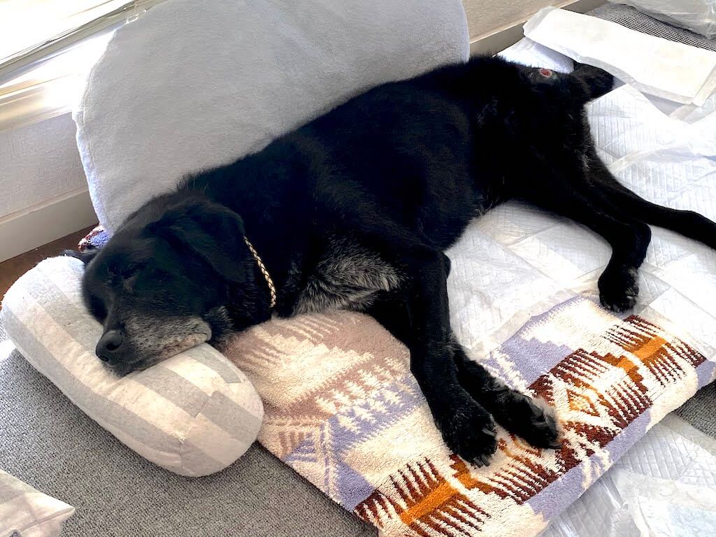 ラブラドールレトリーバー