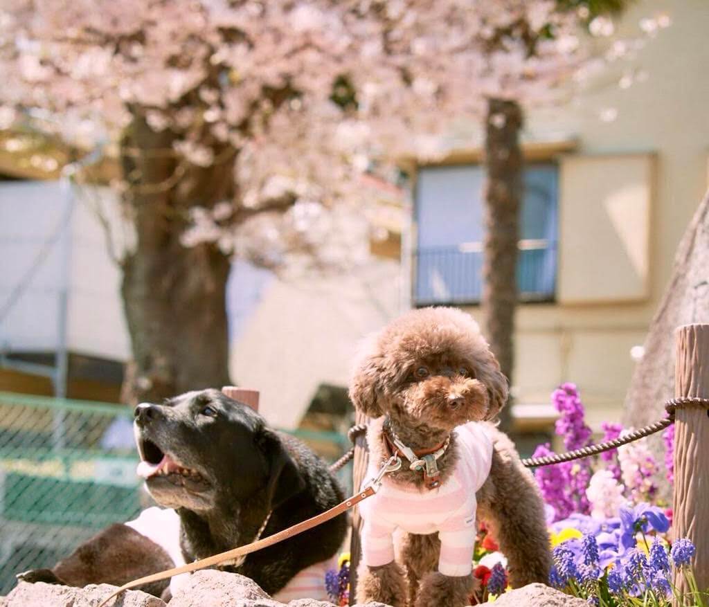 ラブラドールとトイプードル