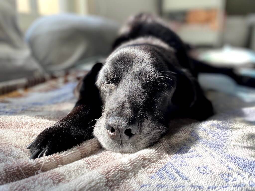 ラブラドールレトリーバー