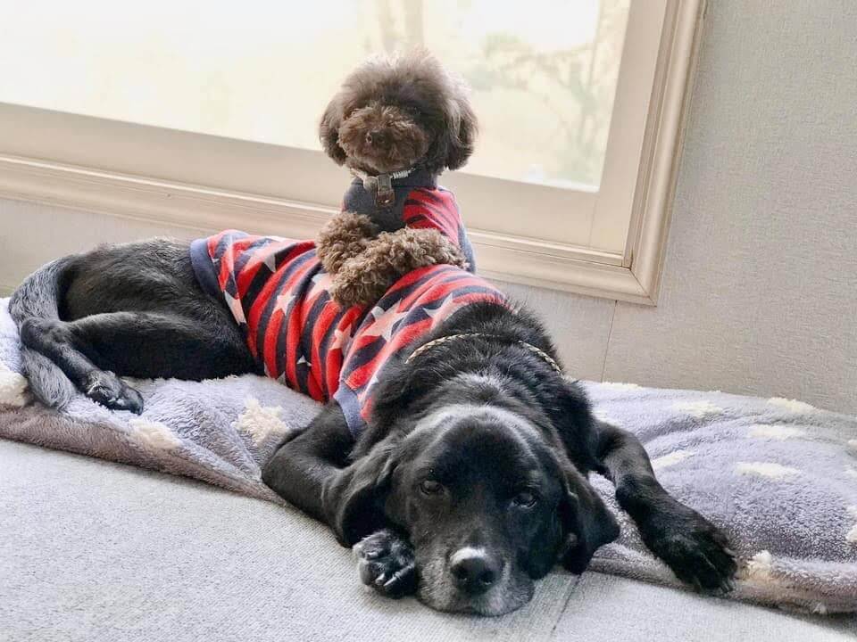 ラブラドールとトイプードル