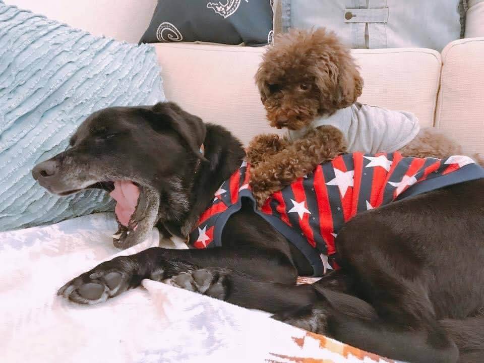 ラブラドールとトイプードル