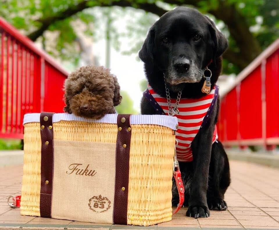 ラブラドールとトイプードル