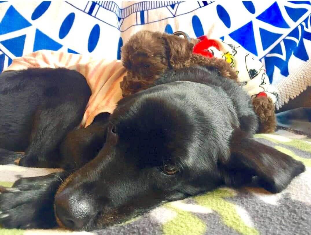 ラブラドールとトイプードル