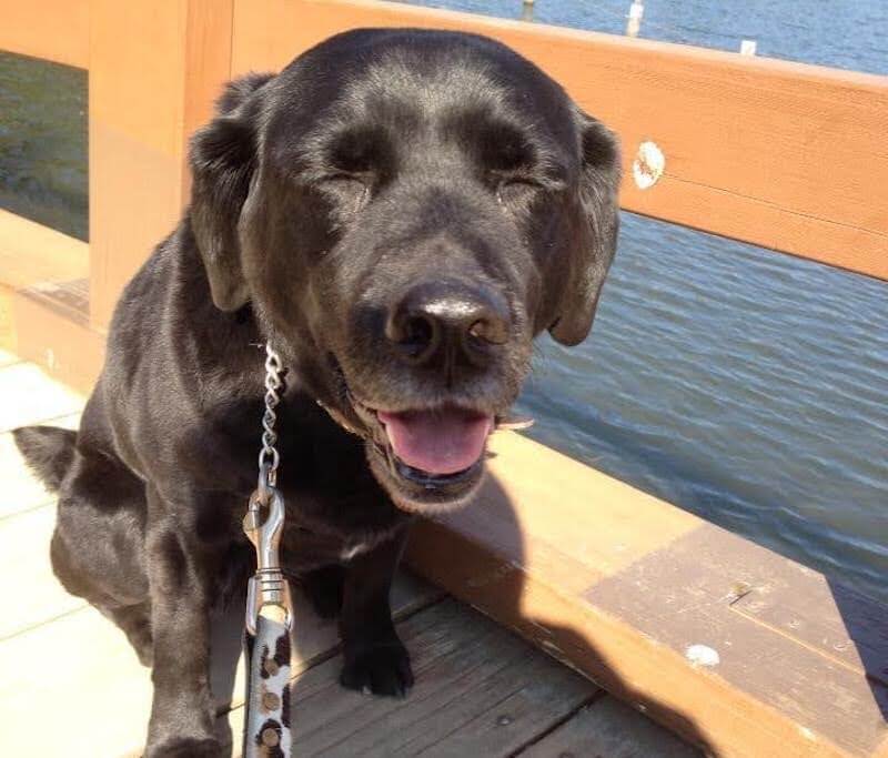 ラブラドールレトリバー