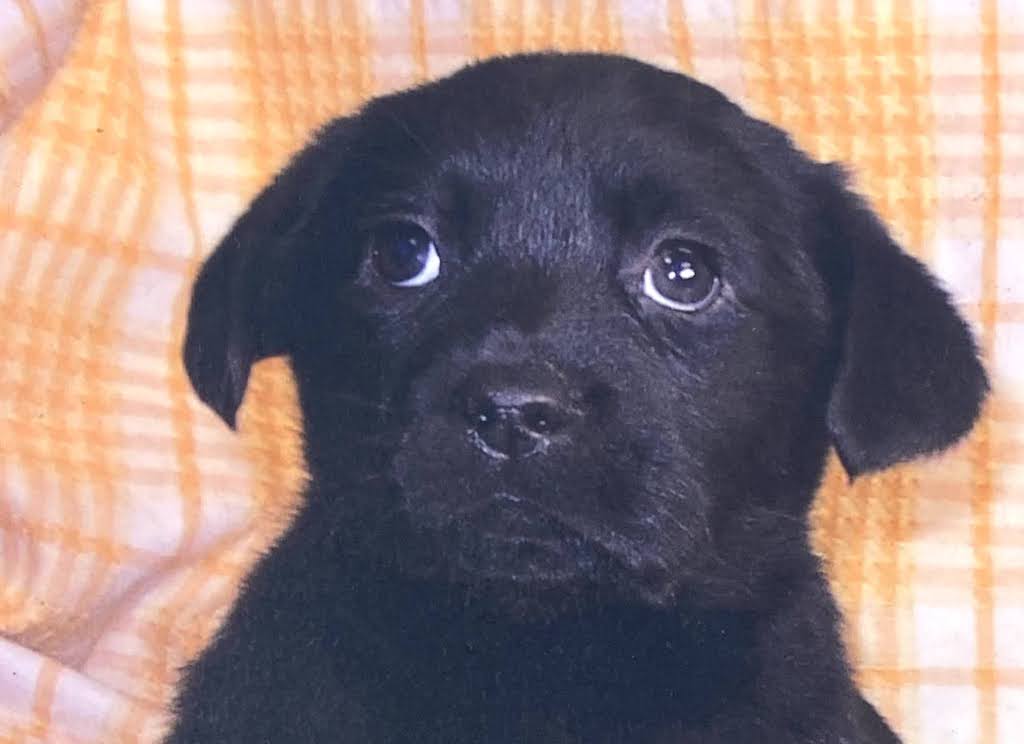 ラブラドールレトリーバー