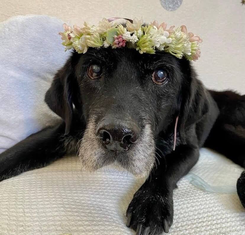 ラブラドールレトリーバー