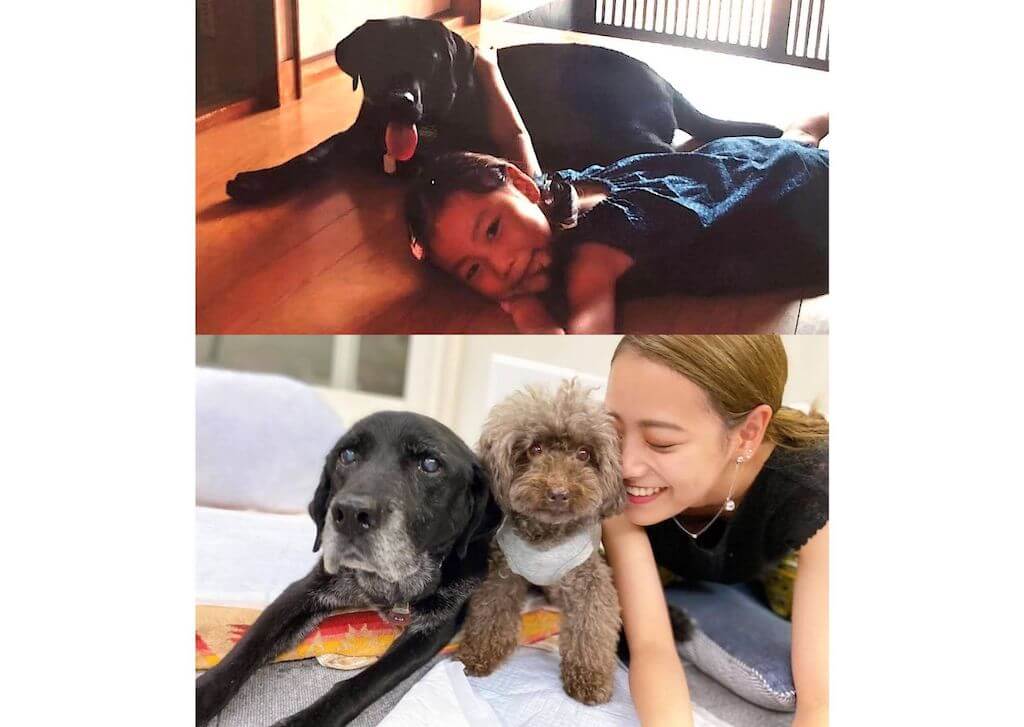 ラブラドールとその家族,トイプードル