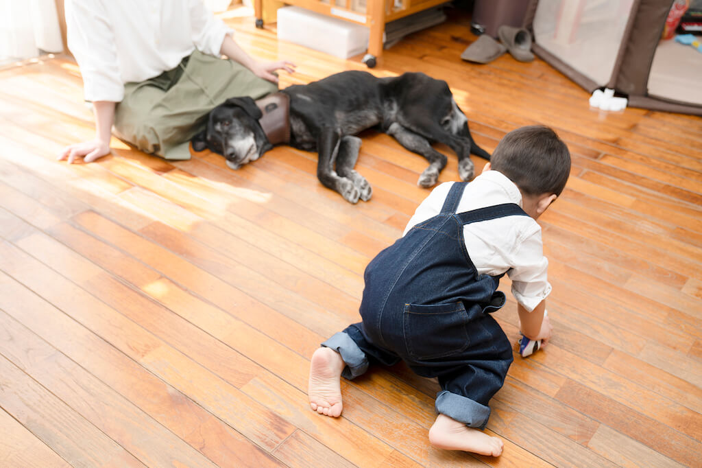 黒ラブとその家族