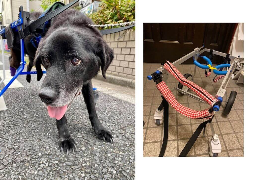 ラブラドール,犬用車椅子