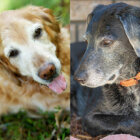 【特集】レジェンドレトの肖像ー10歳を超えて