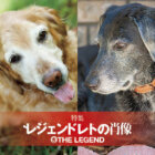 【特集】レジェンドレトの肖像ー10歳を超えて
