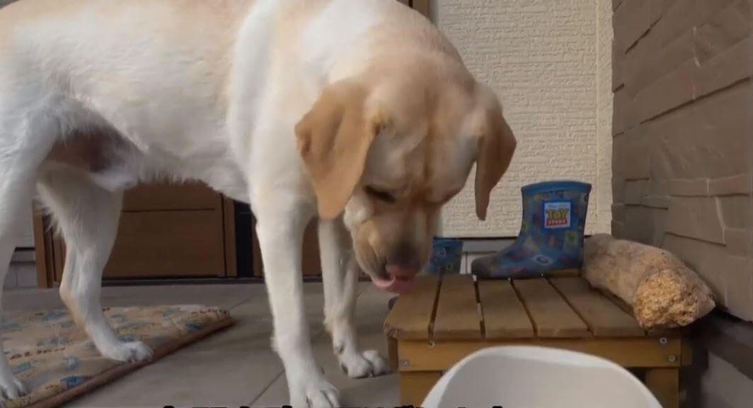 ラブラドールレトリーバー,動画