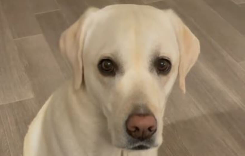 ラブラドールレトリーバー,動画