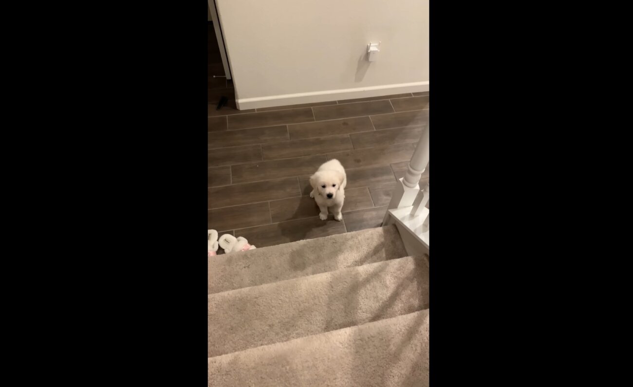 ゴールデンレトリーバー,動画