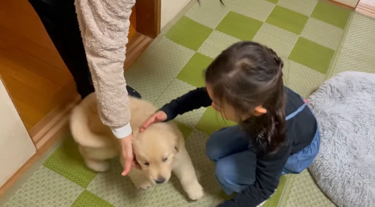 ゴールデンレトリーバー,動画