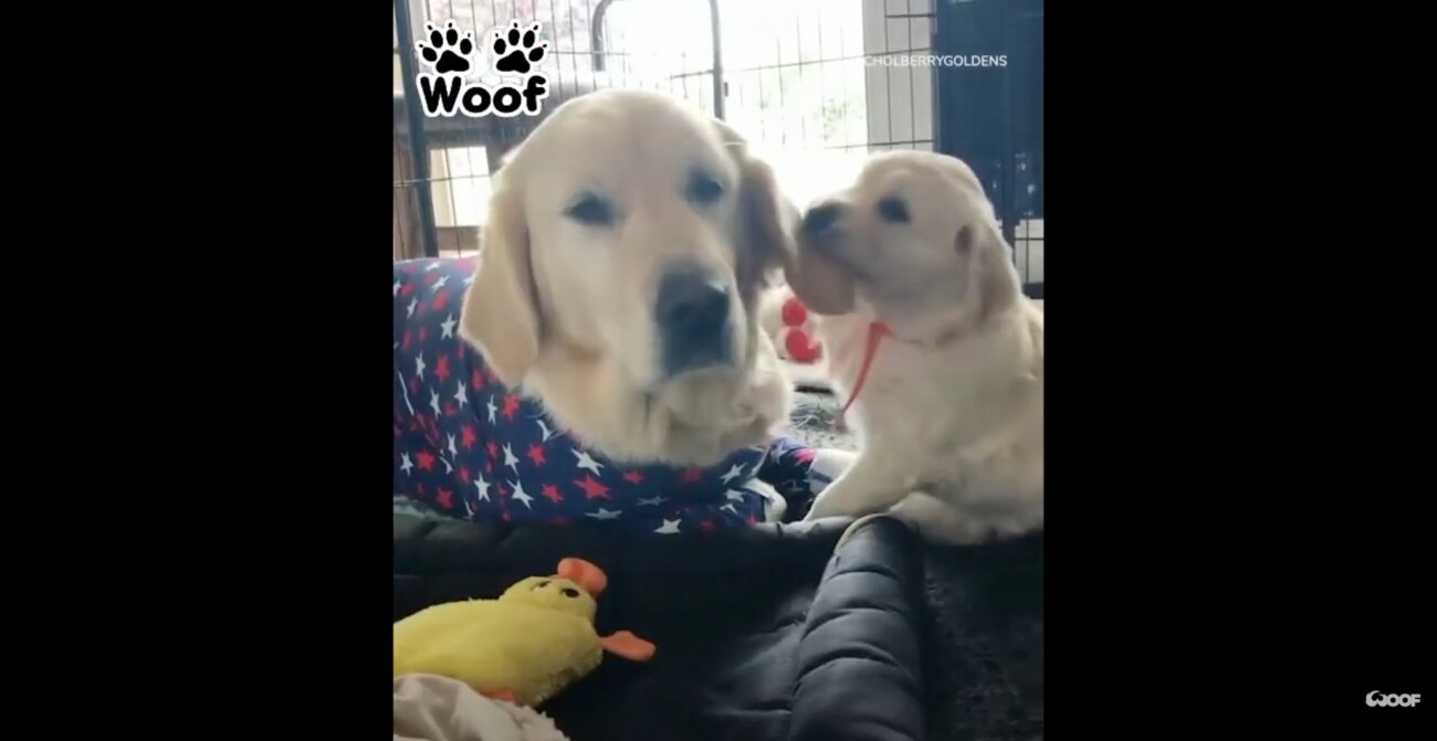 ゴールデンレトリーバー,動画