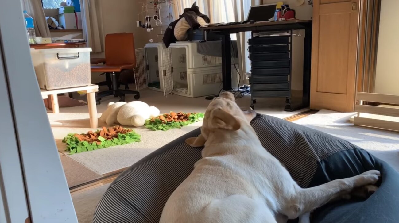 ラブラドールレトリーバー,動画