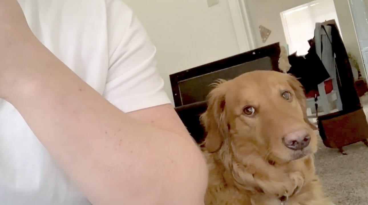 ゴールデンレトリーバー,動画