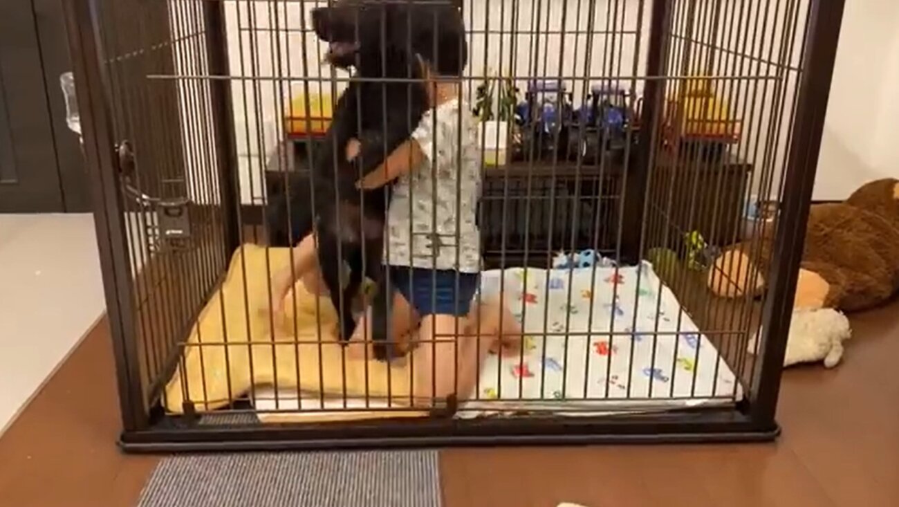 ラブラドールレトリーバー,動画